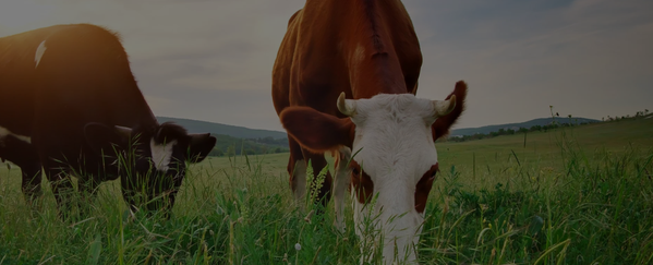 Grass Fed vs. Whey Isolate: What's the Difference?