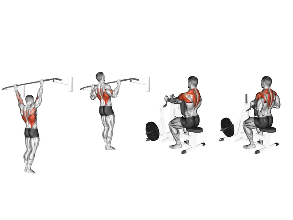 Five Essential Back Exercises for Bigger & Stronger Lats