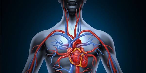 How to Increase Blood Flow
